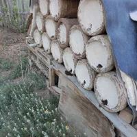 کندوی زنبور