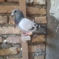 فرش کفتر قاین