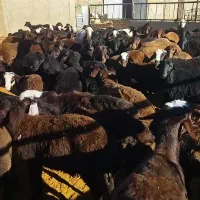 بره نر درجه یک جفتی 110کیلو|حیوانات مزرعه|خنجین, |دیوار