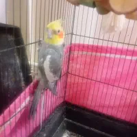 جفت عروس هلندی لوتینو|پرنده|شال, |دیوار