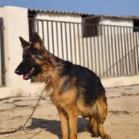 ژرمن ماده مو بلند سه ساله|سگ|چهارباغ, |دیوار