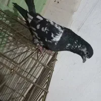 کفتر|پرنده|تهران, زهتابی|دیوار