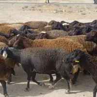 میش قزل افشار جوان ابستن وبره دار|حیوانات مزرعه|مشهد, زمرد|دیوار