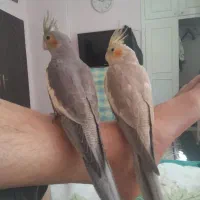 جفت جوانه عروس هلندی دستی