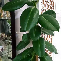 گل طبیعی|گل و گیاه طبیعی|چناران, |دیوار