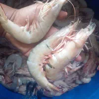 کار همکاری در ماهی ومیگو دریا
