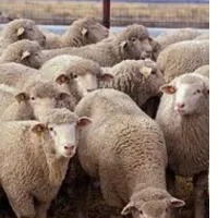 یک باب دامداری