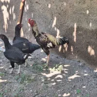 مرغ و خروس لاری نژاد دار