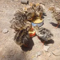 جوجه بوقلمون برنز