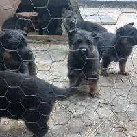 ژرمن شپهرد شولاین|سگ|ساری, |دیوار