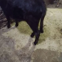 کوساله|حیوانات مزرعه|خواجه, |دیوار