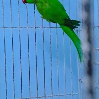 قناری گرینچیک ملنگو عروس هلندی مرغ عشق