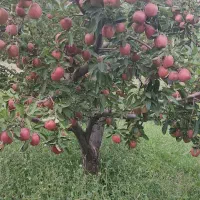 نیازمند سیب چین برای روز های پنجشنبه و جمعه