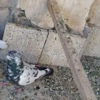 کفتر