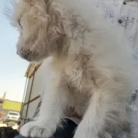 سگ پامر اشتپیز|سگ|بندرعباس, |دیوار