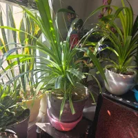 ۳ عدد گل پاندانوس|گل و گیاه طبیعی|شیراز, پودنک|دیوار