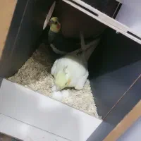 عروس هلندی مولد|پرنده|ورامین, شهرک مدرس|دیوار