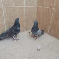 فروش کبوتر|پرنده|سعدآباد, |دیوار