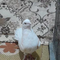 تهرانی چش نوک سفید|پرنده|شهرکرد, |دیوار