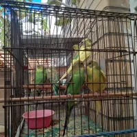 مرغ عشق