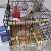 6 عدد فنج مولد