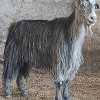 2، بز آبستن ترکی هیکلی جوان در وحدتیه