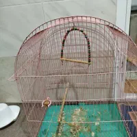 قفس پرنده