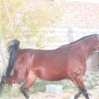 مادیان کره سهیل مریخ