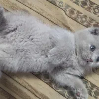 یه قلاده بریتیش اسکاتیش تریپل فولد لیلاک نر|گربه|مشهد, کوثر|دیوار