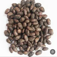 لوبیا چیتی پاکوتاه