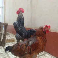 مرغ وخروس ۱/۵۰۰