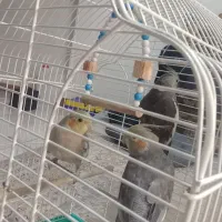 طوطی عروس هلندی|پرنده|سنگر, |دیوار