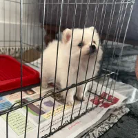 پامر عروسکی