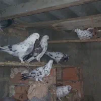 تعدادی کبوتر ب فروش میرسد
