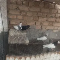 کبوتر رنگی|پرنده|مرودشت, بیست متری بیمارستان|دیوار