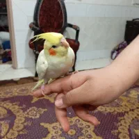 عروس هلندی لوتینو نر