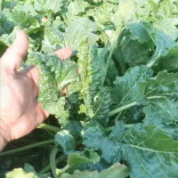 زمین-زراعی-کشاورزی-جاده-سلماس-روستاهای-وقاصلو-علیا