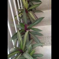 گل طبیعی درسایز بزرگ و کوچک|گل و گیاه طبیعی|شاهرود, |دیوار