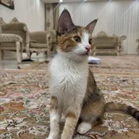 واگذاری ۲ خواهر ماده ۶ ماهه خونگی