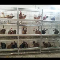 قفس مرغ تخمگذار گذار