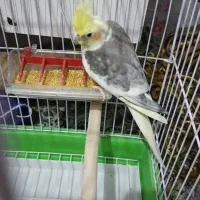 فروش عروس هلندی