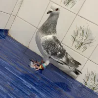 سلام. شامی و سوسکی سبز موقعیت کاشمر|پرنده|کاشمر, |دیوار