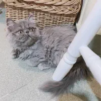 پرشین سوپر فلت اصیل به رنگ کمیاب بلو|گربه|رشت, گلسار|دیوار