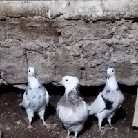 طوقی|پرنده|کاکاوند, |دیوار