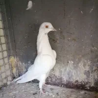 کفتر پتی والا|پرنده|قم, دروازه چوبی|دیوار