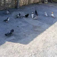 کبوتر|پرنده|شیراز, شهرک مهرگان|دیوار