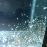 آنجل پرایبا وارداتی جفت مولد|ماهی|مشهد, کاظم آباد پنجشنبه|دیوار