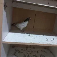 کبوتر پرشی اس|پرنده|بابل, |دیوار