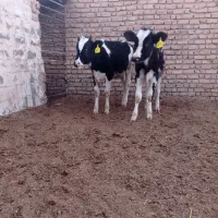 گاو گوساله تلیسه|حیوانات مزرعه|تربت جام, میان جام|دیوار