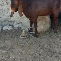 کره نر مری|حیوانات مزرعه|زهک, |دیوار